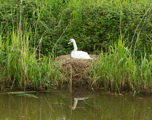 Mother Swan On Nest By Reeds On A River Bank