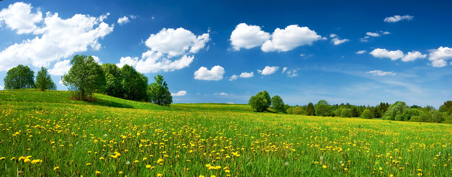 field with dandelions and blue sky