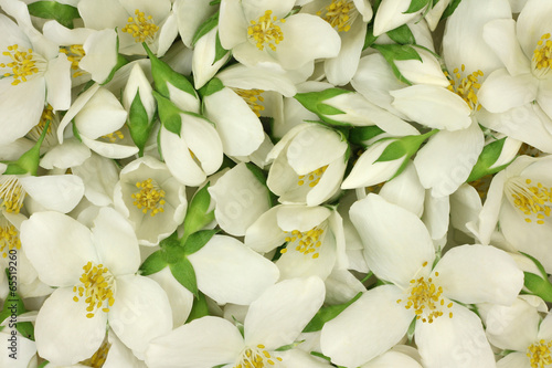 Fotografie, Obraz White jasmine flowers abstract background