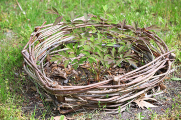 Poster - Young growing plant in spring