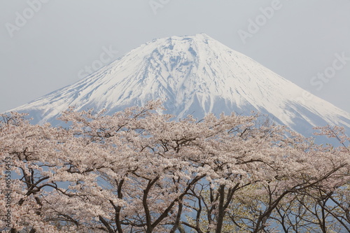 Fotoboard na płycie Góra fuji i sakura