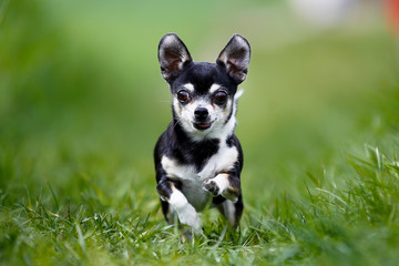 Canvas Print - Running chihuahua