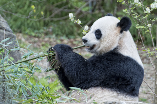 Obraz na płótnie canvas czteroczęściowy "tetraptyk" Gigantyczna panda podczas jedzenia bambusa
