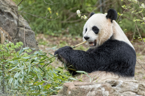 Obraz na płótnie canvas trzyczęściowy "tryptyk" Gigantyczna panda podczas jedzenia bambusa