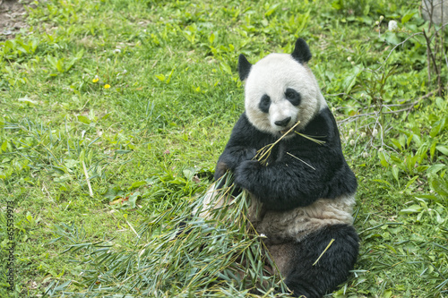 Obraz na płótnie canvas dwuczęściowy "dyptyk" Gigantyczna panda podczas jedzenia bambusa