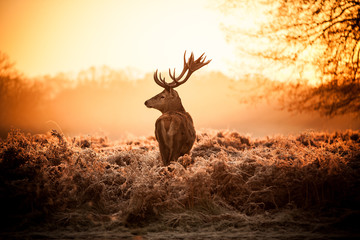 Fototapete - Red Deer in Morning Sun.