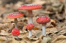 Five Red Mushrooms Fungi
