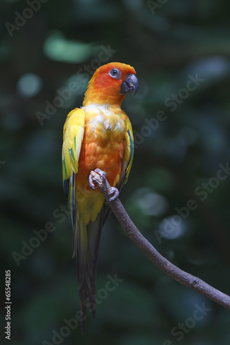 Board z aluminiowym obramowaniem Ptak papuga lovebird