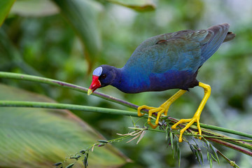 Wall Mural - purple gallinule, wacodahatchee wetlands