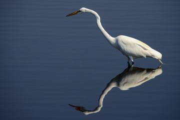 Wall Mural - great egret, merritt-island