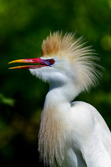 cattle egret