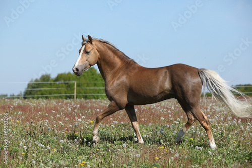 Fototapeta na wymiar Gorgeous stallion running on spring pasturage