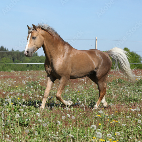 Fototapeta na wymiar Gorgeous stallion running on spring pasturage