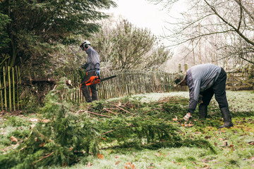 Canvas Print - Gardeners pruning tree