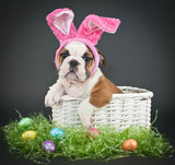 Fototapeta Zwierzęta - Easter Bulldog