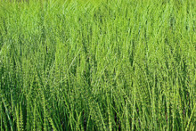 Thickets Horsetail