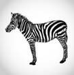 Small zebra vector illustration