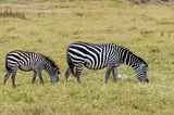 Fototapeta Sawanna - Zebra