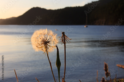 Naklejka nad blat kuchenny Dandelion at sunset