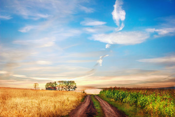 Idyllic rural landscape with road between two fields.