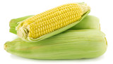 Fototapeta Desenie - Ear of corn isolated on white background