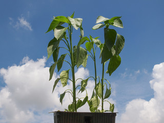 Wall Mural - Plug pepper plant