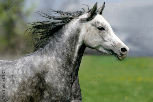 Naklejka ścienna galloping horse on the meadow
