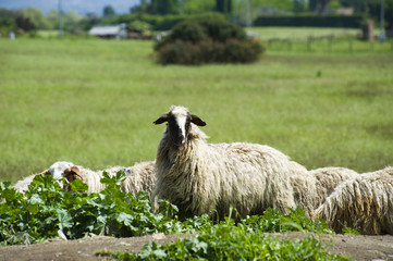 sheep in the pasture