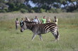 Zebra vor Touristengruppe