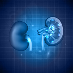 Wall Mural - Kidneys abstract blue background