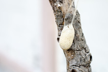 Close Up Cocoon On Old Branch