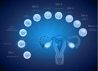 Wall Mural - Embryo development abstract blue background. Development till bl