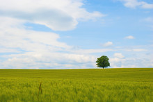 Tree In A Wheat Field