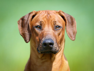 Poster - Rhodesian rigdeback dog