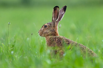 Wall Mural - Brown hare