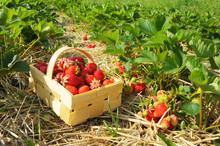 Frische Erdbeeren Im Korb