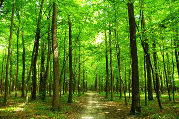  forest