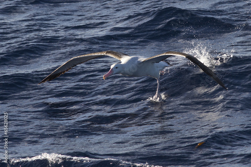 Fotografia, Obraz wandering albatross taking off from the surface of the water