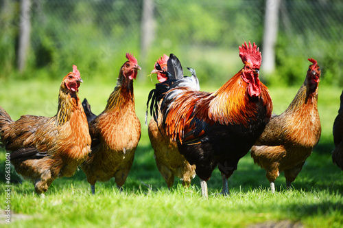 Cuadros en Lienzo Chickens on traditional free range poultry farm