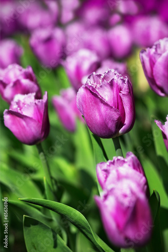Naklejka samoprzylepna Wiosenne tulipany