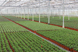 Fototapeta Mosty linowy / wiszący - Cultivation of indoor plants in a Dutch greenhouse