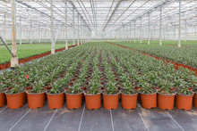 Cultivation Of Indoor Plants In A Dutch Greenhouse