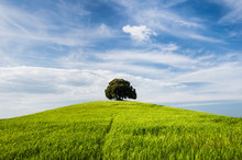 Tree On The Top Of Small Green Hill With Blue Sky