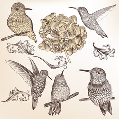 Poster - Collection of vector hand drawn humming birds for design