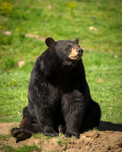 Large Eastern Black Bear Sitting Down In Field