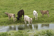 Cattle drinking River Swift in the Bourne Valley Hants England
