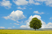 Tree On A Background Of Clouds