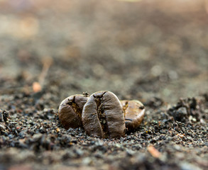 Wall Mural - Closeup of coffee beans. Coffee bean on  ground background.