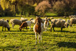 Ziege steht vor Schafherde in Kassel