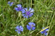 © henkbouwers - korenbloemen in de rogge